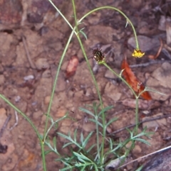 Glossocardia bidens (Cobbler's Tack) at Yowrie, NSW - 11 Nov 1998 by BettyDonWood
