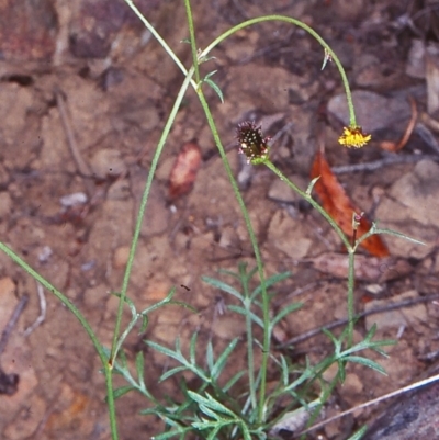 Glossocardia bidens (Cobbler's Tack) at Yowrie, NSW - 10 Nov 1998 by BettyDonWood