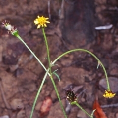 Glossocardia bidens at undefined - 11 Nov 1998 12:00 AM