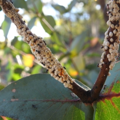 Eriococcus confusus (Gumtree scale) at Wanniassa Hill - 30 Nov 2018 by YumiCallaway