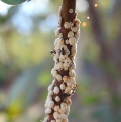 Eriococcus confusus at Fadden, ACT - 30 Nov 2018