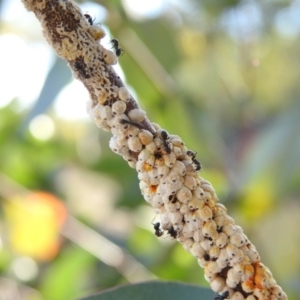 Eriococcus confusus at Fadden, ACT - 30 Nov 2018