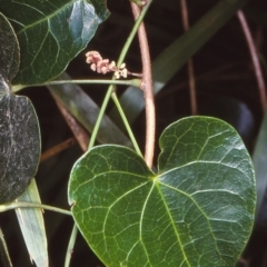 Sarcopetalum harveyanum (Pearl Vine) at Bodalla State Forest - 20 Dec 1997 by BettyDonWood