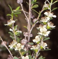 Leptospermum obovatum (River Tea Tree) at Tuross, NSW - 5 Jan 1998 by BettyDonWood