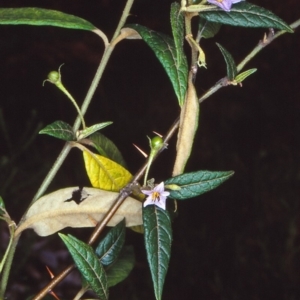 Solanum stelligerum at undefined - 26 Jan 1998