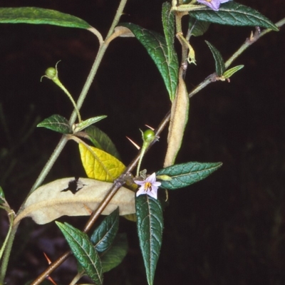 Solanum stelligerum (Devil's Needles) at Central Tilba, NSW - 25 Jan 1998 by BettyDonWood