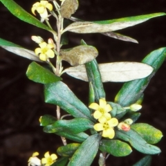 Pittosporum bicolor (Banyalla) at Wadbilliga National Park - 4 Oct 1998 by BettyDonWood