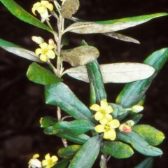 Pittosporum bicolor (Banyalla) at Wadbilliga National Park - 3 Oct 1998 by BettyDonWood