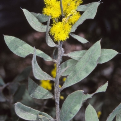 Acacia lucasii (Woolly-bear Wattle, Lucas's Wattle) at Wadbilliga National Park - 20 Aug 1997 by BettyDonWood