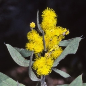 Acacia lucasii at Tuross, NSW - 21 Aug 1997