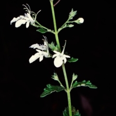 Teucrium corymbosum (Forest Germander) at Gulaga National Park - 19 Dec 1997 by BettyDonWood