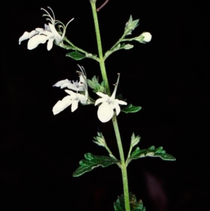 Teucrium corymbosum at Gulaga National Park - 20 Dec 1997