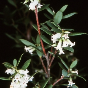Leucopogon gelidus at Tuross, NSW - 13 Oct 1997