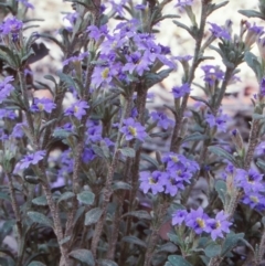 Dampiera fusca (Kydra Dampiera) at Tuross, NSW - 1 Dec 1997 by BettyDonWood