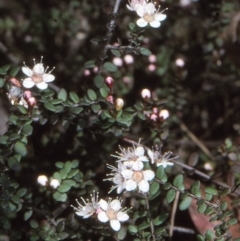 Euryomyrtus denticulata at Tuross, NSW - 13 Oct 1997 by BettyDonWood