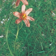 Moraea flaccida (One-leaved Cape Tulip) at Eurobodalla National Park - 25 Sep 1998 by BettyDonWood