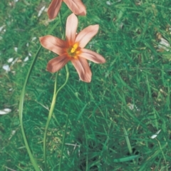 Moraea flaccida (One-leaved Cape Tulip) at Eurobodalla National Park - 26 Sep 1998 by BettyDonWood