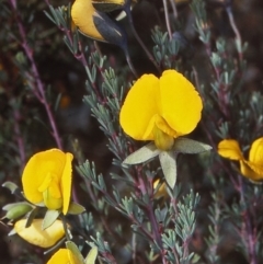 Gompholobium minus (Dwarf Wedge Pea) at Tuross, NSW - 1 Dec 1997 by BettyDonWood