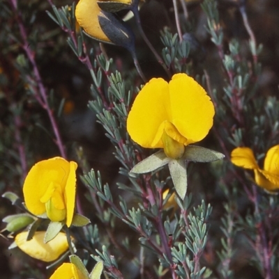 Gompholobium minus (Dwarf Wedge Pea) at Tuross, NSW - 30 Nov 1997 by BettyDonWood