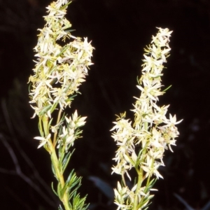 Haloragodendron monospermum at Tuross, NSW - 1 Dec 1997 12:00 AM