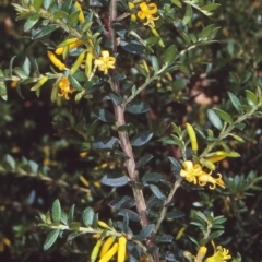Persoonia asperula (Geebung) at Tuross, NSW - 10 Dec 1997 by BettyDonWood