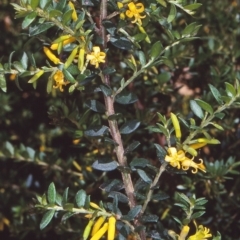 Persoonia asperula (Geebung) at Tuross, NSW - 11 Dec 1997 by BettyDonWood