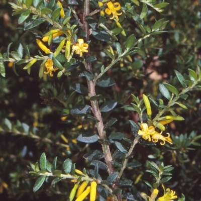 Persoonia asperula (Geebung) at Wadbilliga National Park - 10 Dec 1997 by BettyDonWood