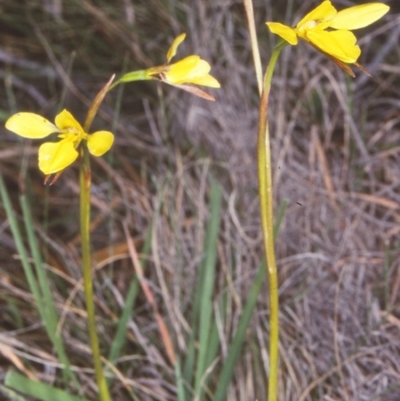 Diuris chryseopsis (Golden Moth) at Tuross, NSW - 1 Dec 1997 by BettyDonWood