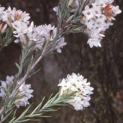 Epacris paludosa (Alpine Heath) at Tuross, NSW - 11 Dec 1997 by BettyDonWood