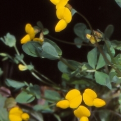 Lotus corniculatus (Birds-Foot Trefoil) at Tuross, NSW - 11 Dec 1997 by BettyDonWood