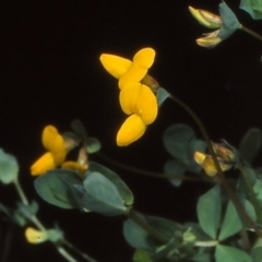 Lotus corniculatus at Tuross, NSW - 11 Dec 1997 12:00 AM