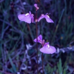 Utricularia dichotoma (Fairy Aprons, Purple Bladderwort) at Tuross, NSW - 11 Dec 1997 by BettyDonWood