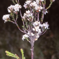 Epacris breviflora (Drumstick Heath) at Tuross, NSW - 11 Dec 1997 by BettyDonWood