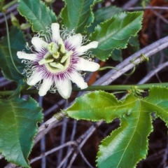 Passiflora edulis (Common Passionfruit) at Central Tilba, NSW - 20 Feb 1998 by BettyDonWood