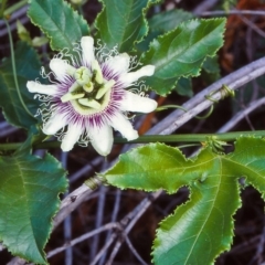 Passiflora edulis (Common passionfruit) at Central Tilba, NSW - 20 Feb 1998 by BettyDonWood