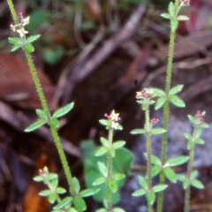 Galium gaudichaudii subsp. gaudichaudii (Rough Bedstraw) at Yowrie, NSW - 10 Nov 1998 by BettyDonWood