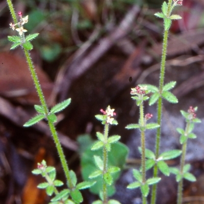 Galium gaudichaudii subsp. gaudichaudii (Rough Bedstraw) at Wadbilliga National Park - 10 Nov 1998 by BettyDonWood