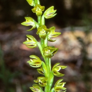 Prasophyllum flavum at Yowrie, NSW - suppressed