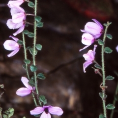 Tetratheca labillardierei (Glandular Pink-bells) at Wadbilliga National Park - 10 Nov 1998 by BettyDonWood