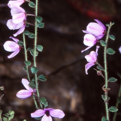 Tetratheca labillardierei (Glandular Pink-bells) at Wadbilliga National Park - 11 Nov 1998 by BettyDonWood