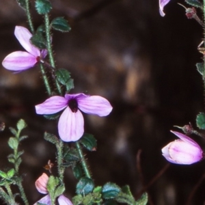 Tetratheca labillardierei at Yowrie, NSW - 11 Nov 1998