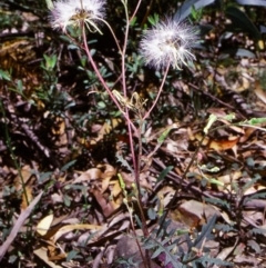 Arrhenechthites mixtus (Purple Fireweed) at Yowrie, NSW - 13 Jan 1998 by BettyDonWood