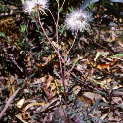 Arrhenechthites mixtus (Purple Fireweed) at Yowrie, NSW - 13 Jan 1998 by BettyDonWood
