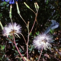 Arrhenechthites mixtus at Yowrie, NSW - 13 Jan 1998