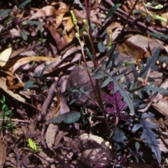 Arrhenechthites mixtus at Yowrie, NSW - 13 Jan 1998