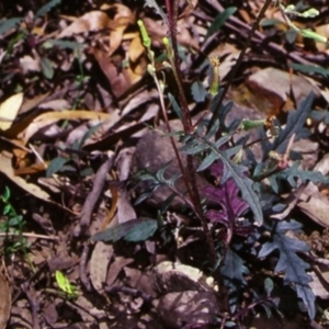 Arrhenechthites mixtus at Yowrie, NSW - 13 Jan 1998