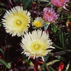 Carpobrotus edulis (Hottentot Fig) at Mystery Bay, NSW - 25 Sep 1998 by BettyDonWood