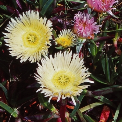 Carpobrotus edulis (Hottentot Fig) at Mystery Bay, NSW - 26 Sep 1998 by BettyDonWood