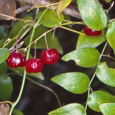 Asparagus asparagoides (Bridal Creeper, Florist's Smilax) at Eurobodalla National Park - 20 Dec 1997 by BettyDonWood