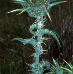 Silybum marianum (Variegated Thistle) at Yowrie, NSW - 11 Nov 1998 by BettyDonWood